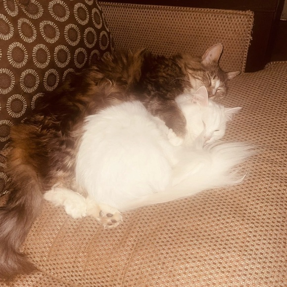 Meet your Posher, Megan and CATS!! Haha cats 🐈⬛ 🐾 🐈 - Picture 6 of 7